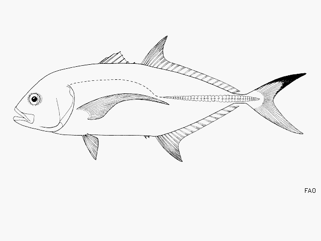 Caranx heberi 1830)